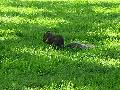 Eating an acorn
